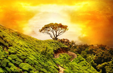 Kerala God’s own Country